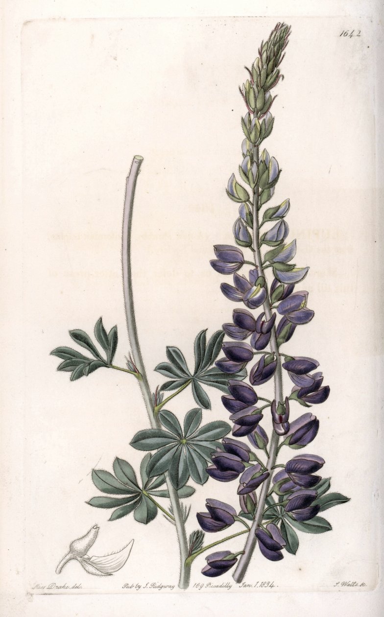 Mor Acı Bakla Çeşitleri - S.Watts tarafından oyulmuş, Sarah Anne Drake (1803-1857), Sydenham Edwards Botanik Sicilinden (1768-1819), İngiltere by Sydenham Teast Edwards