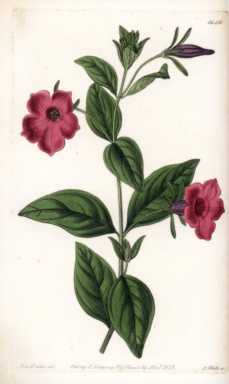 Mor çiçek petunya - S.Watts tarafından oyulmuş plaka, Sarah Anne Drake (1803-1857), Sydenham Edwards Botanik Kaydı