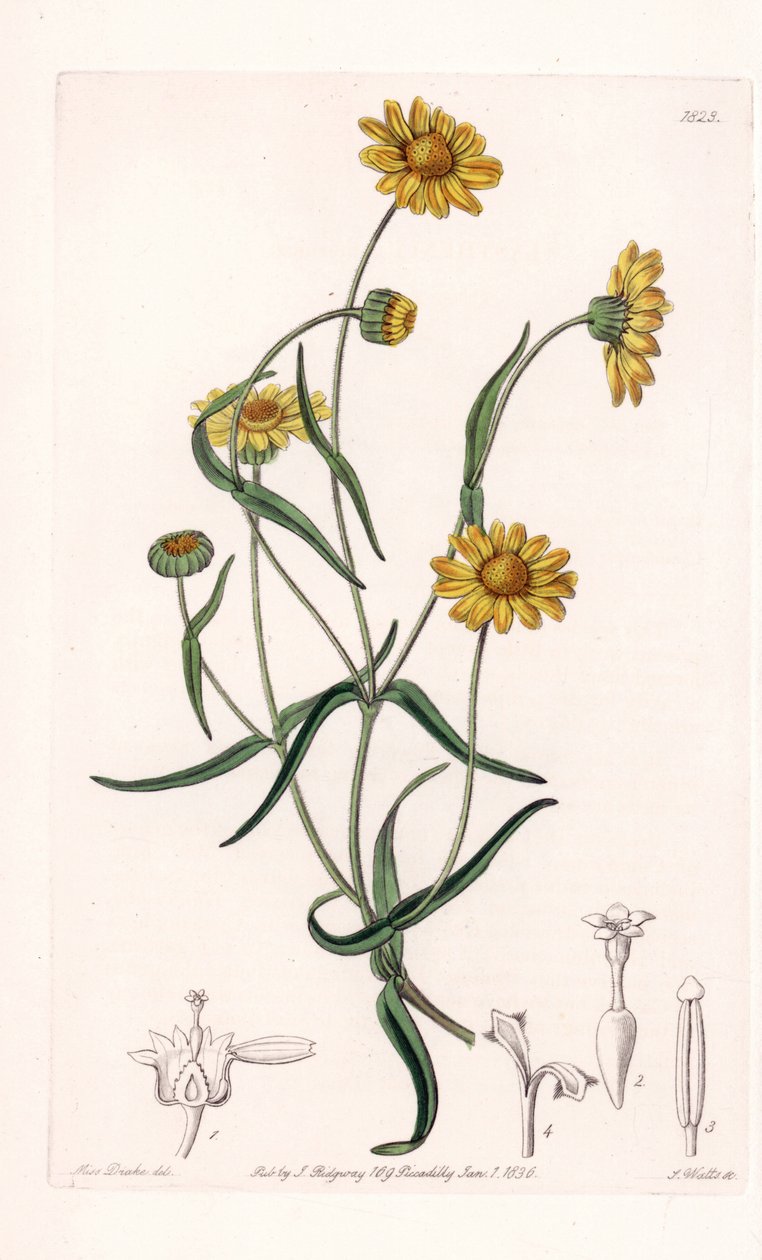 Kaliforniya Kraliçesi Daisy - S.Watts tarafından oyulmuş, Sarah Anne Drake (1803-1857), Sydenham Edwards Botanik Sicilinden (1768-1819), İngiltere by Sydenham Teast Edwards