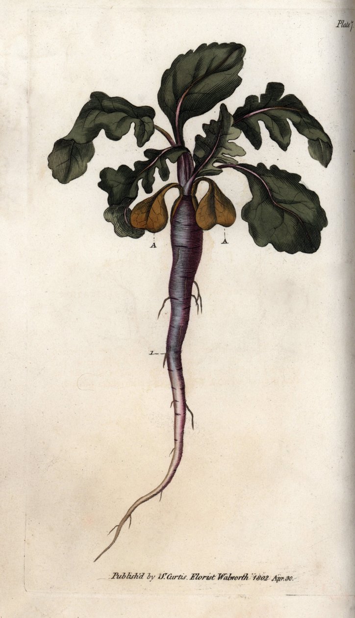 Turp, potagere kökü. Renkli bakır gravür, Sydenham Edwards (1768-1819) tarafından Botanik Konferansları için illüstrasyon, Lambeth Botanik Bahçesi (İngiltere) by Sydenham Teast Edwards