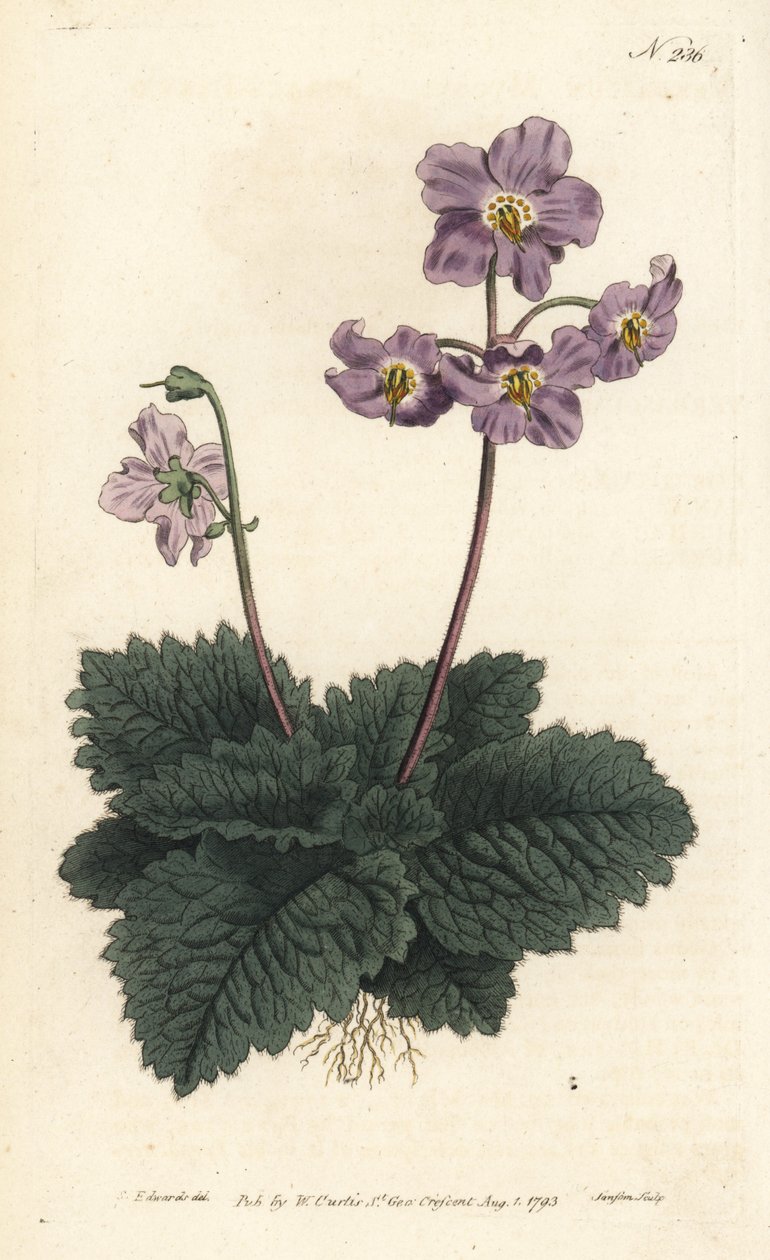 Pirenelerin Ramondy (veya ramonde) - Pirene menekşesi, Ramonda myconi (Borage-Lev