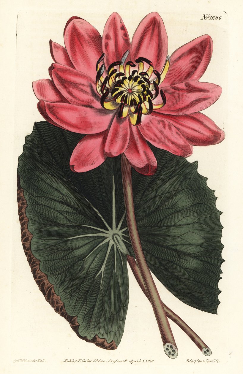 Kırmızı Lotus - Kırmızı çiçekli nilüfer, Nymphaea rubra. William Curtis