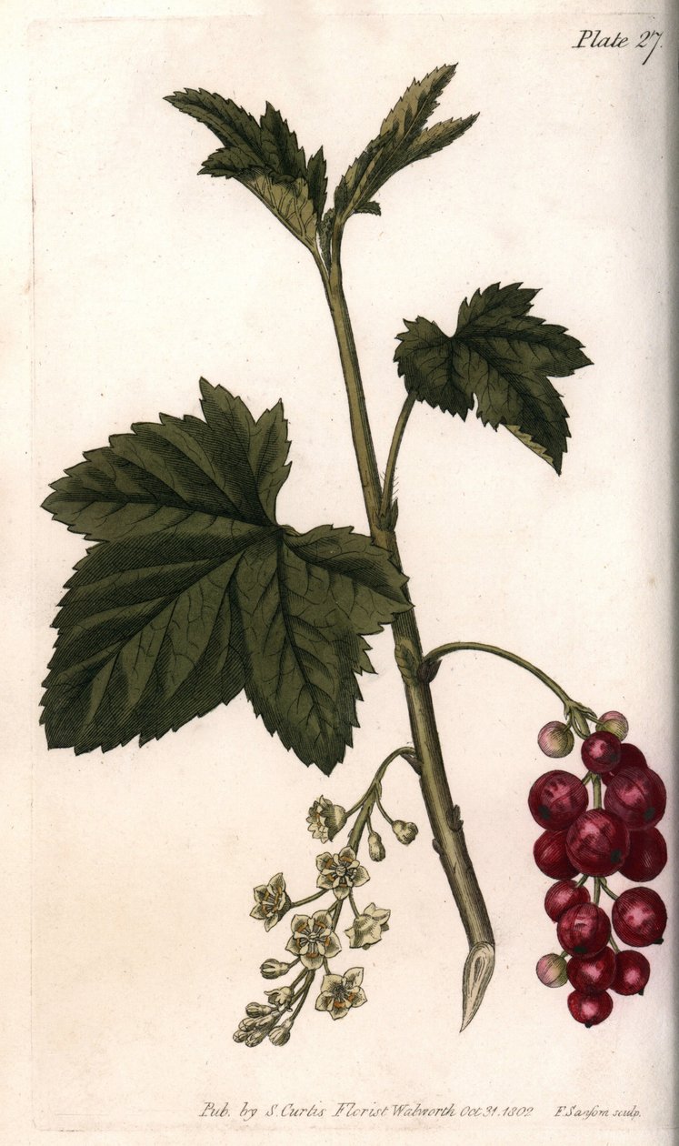 Frenk üzümü. Renkli bakır gravür, Sydenham Edwards (1768-1819) tarafından Botanik Konferansları için illüstrasyon, Lambeth Botanik Bahçesi (İngiltere) by Sydenham Teast Edwards