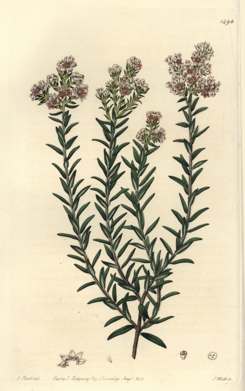 Kırmızı soulangia, Soulangia rubra. Sydenham Edwards
