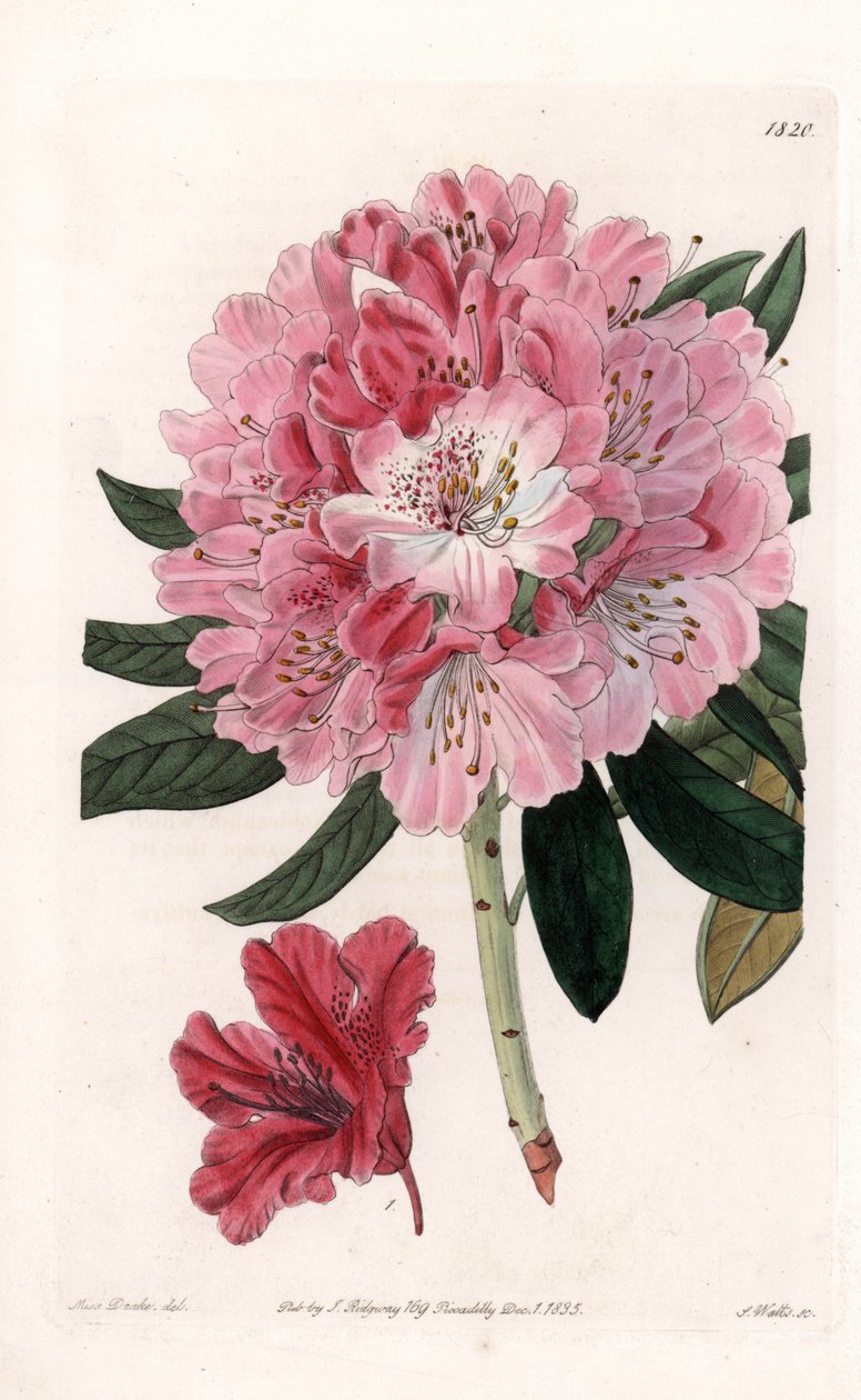Rhododendron Hybrid Variete - S.Watts tarafından oyulmuş, Sarah Anne Drake (1803-1857), Sydenham Edwards Botanik Kaydı