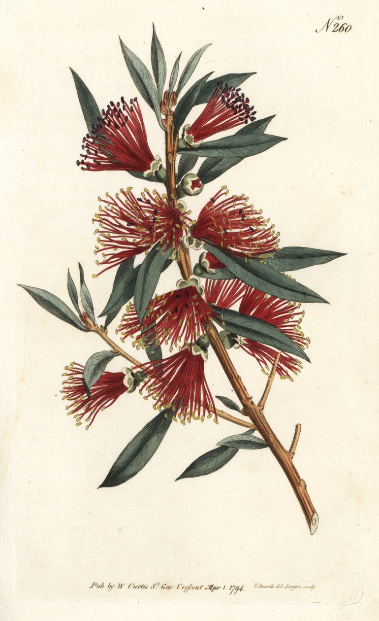 Pirinç şişesi sitrin, şişe durulama veya kırmızı iğne bitkisi - Kızıl şişe fırçası, Callistemon citrinus (Harsh-Lev
