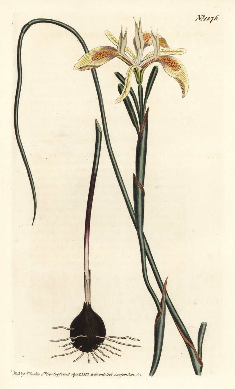 Sarmal yapraklı moraea, Moraea angusta. William Curtis