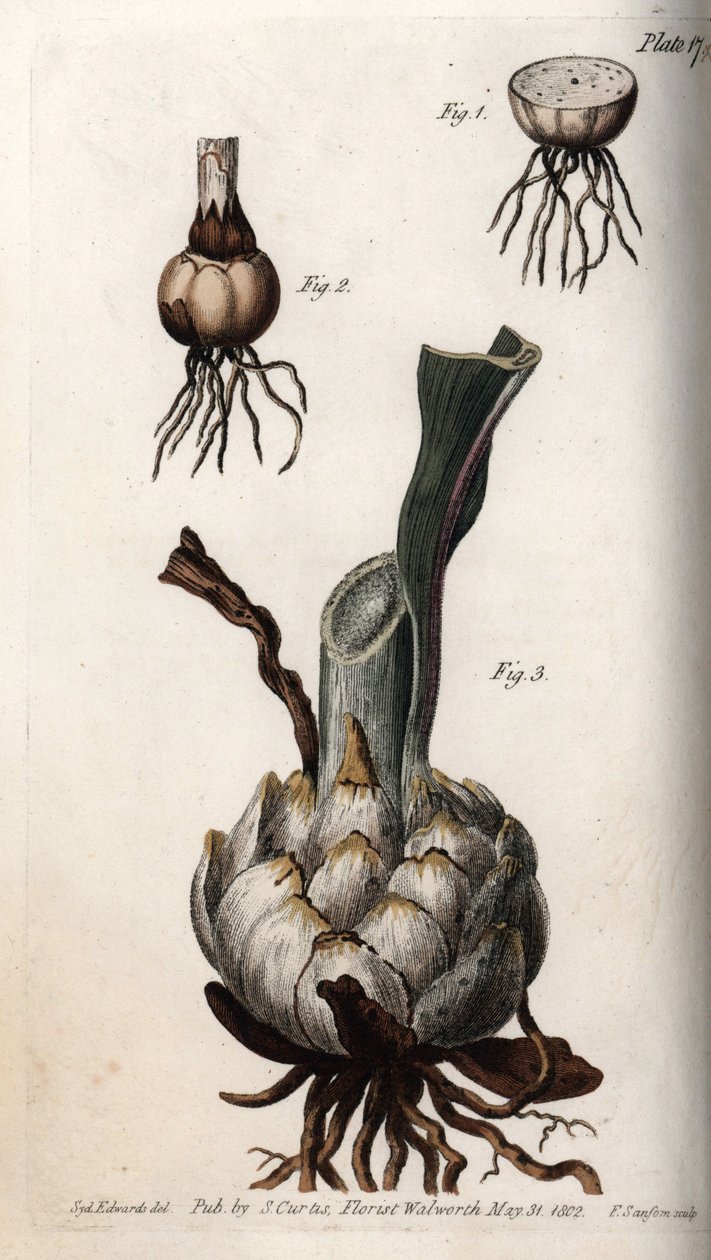Zambak kökü ve ampulü. Renkli bakır gravür, Sydenham Edwards (1768-1819) tarafından Botanik Konferansları için illüstrasyon, Lambeth Botanik Bahçesi (İngiltere) by Sydenham Teast Edwards