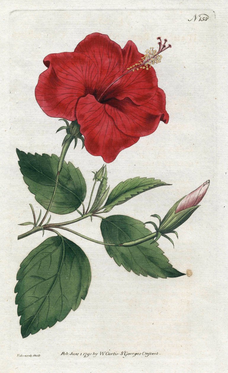 Rose de Chine - Sydenham Edwards (1768-1819), William Curtis