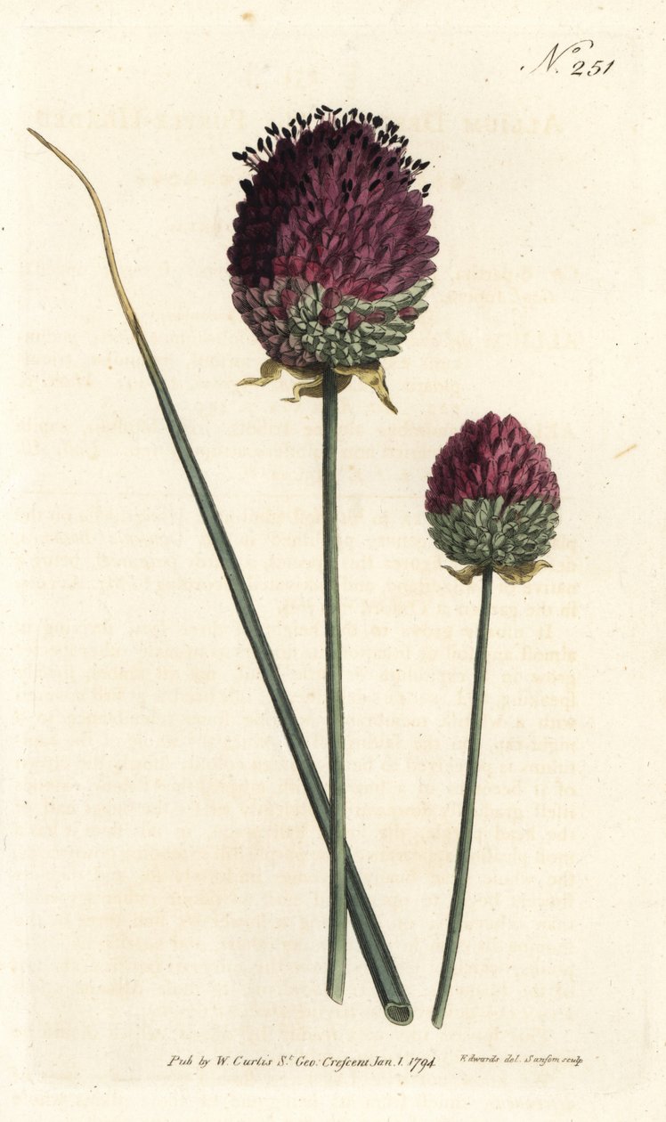 Yuvarlak başlı sarımsak, Allium sphaerocephalon (Mor başlı sarımsak, Allium inen). William Curtis