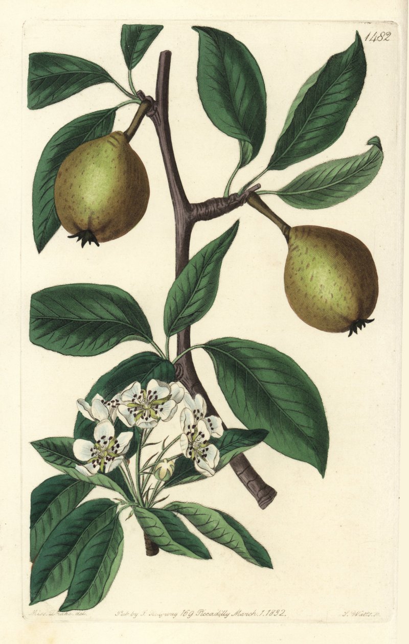 Adaçayı yaprağı armut - adaçayı yapraklı armut, Pyrus salviifolia (Pyrus salvifolia). Sydenham Edwards