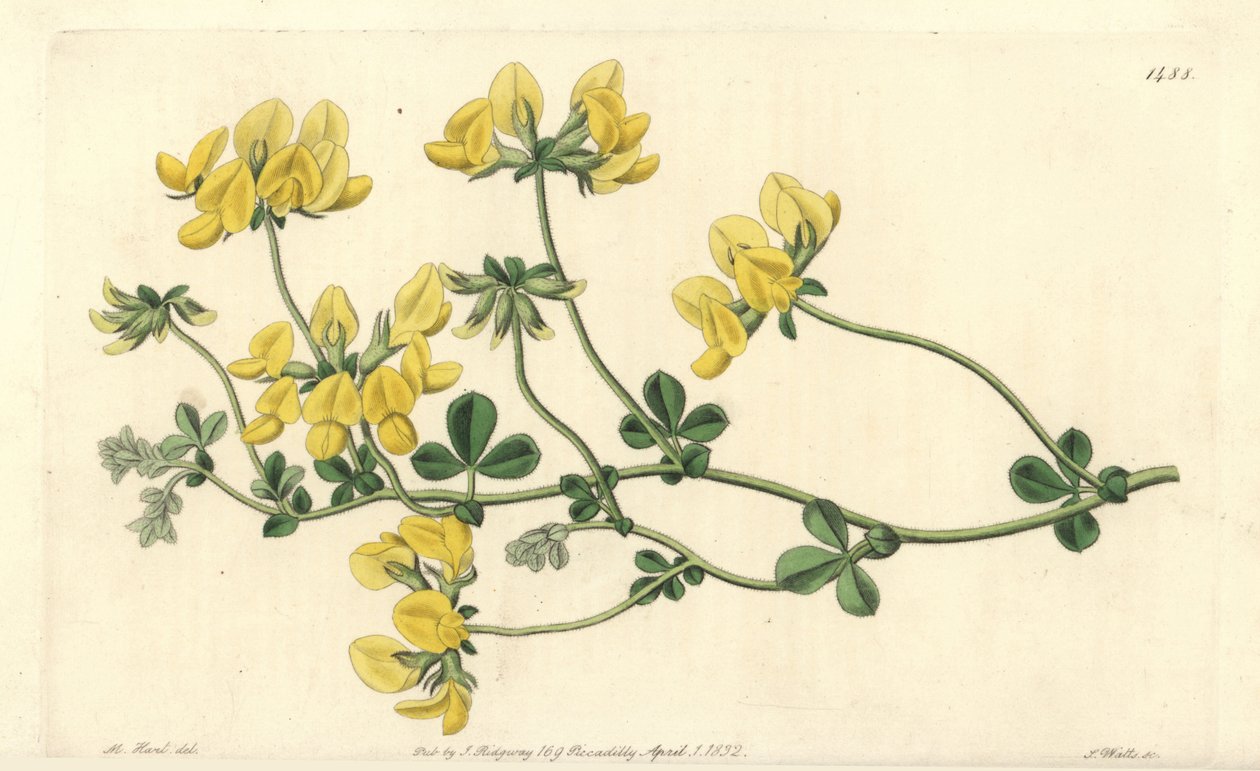 Kum nilüferi - Kum nilüferi, Lotus arenarius. Sydenham Edwards