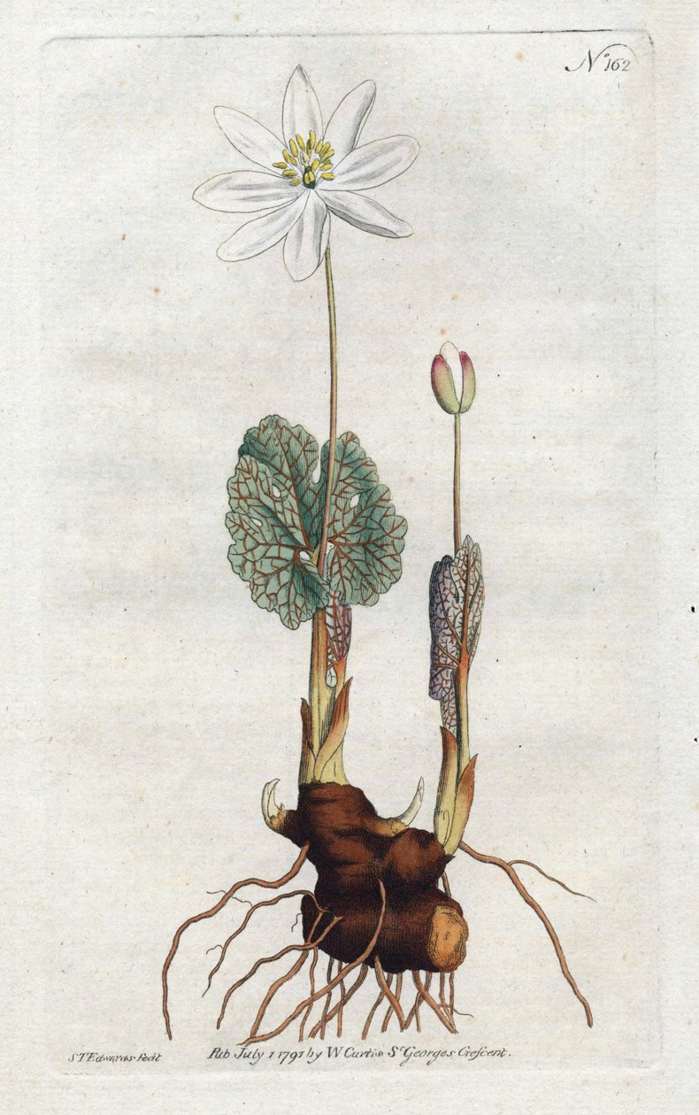 Sanguinaire du Canada - Sydenham Edwards (1768-1819) tarafından litografi, William Curtis
