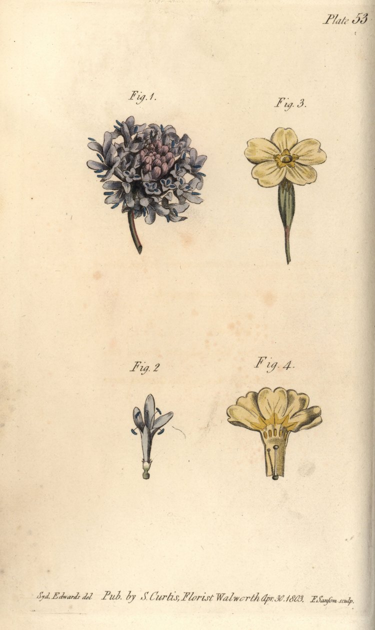 Uyuz çiçeği, Scabiosa atropurpurea, Tetrandria by Sydenham Teast Edwards
