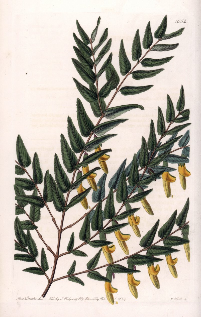 Scotia a pürüzsüz dallar - S.Watts tarafından oyulmuş plaka, Sarah Anne Drake (1803-1857), Sydenham Edwards Botanik Kaydı