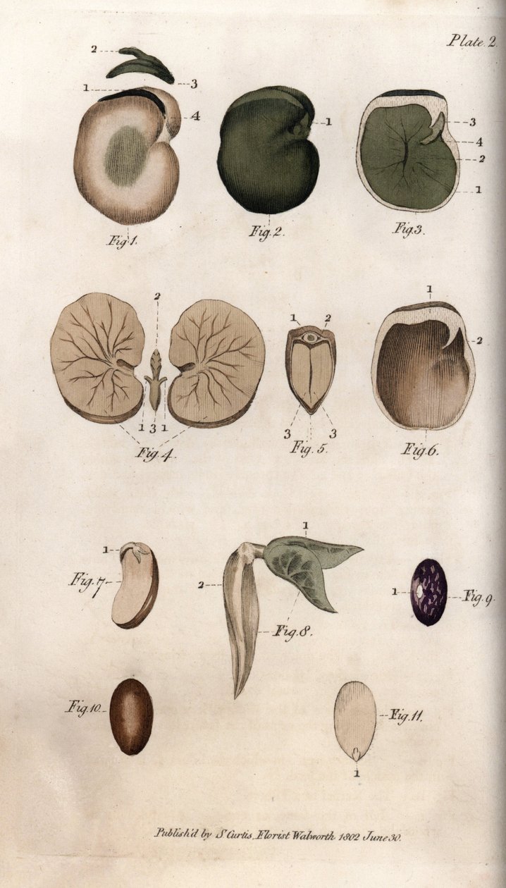 Tohumlar ve bölümleri: fasulye ve incir tohumu çeşitleri. Renkli bakır gravür, Sydenham Edwards (1768-1819) tarafından Botanik Konferansları için illüstrasyon, Lambeth Botanik Bahçesi (İngiltere) by Sydenham Teast Edwards
