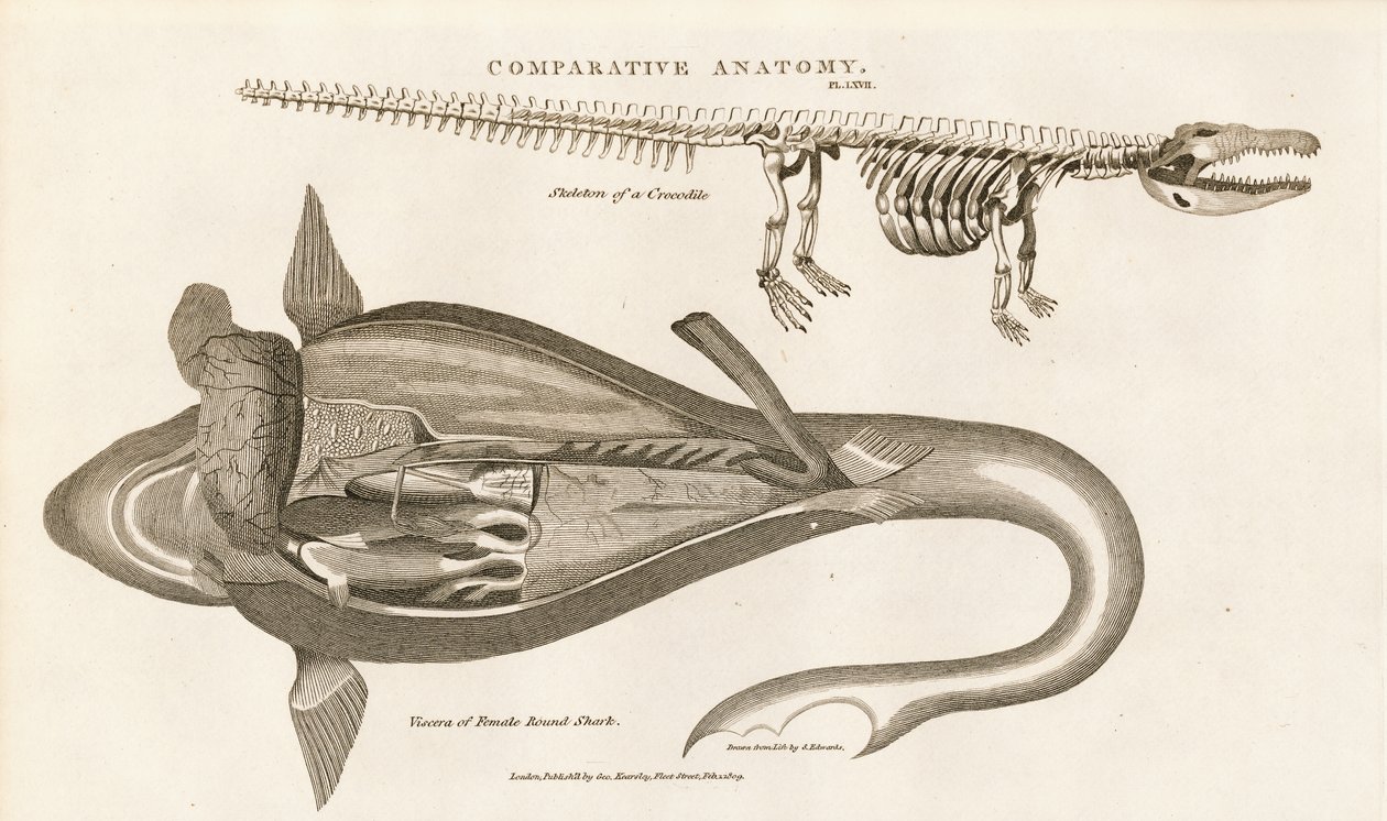 Köpekbalığı Anatomisi ve Timsah İskeleti by Sydenham Teast Edwards