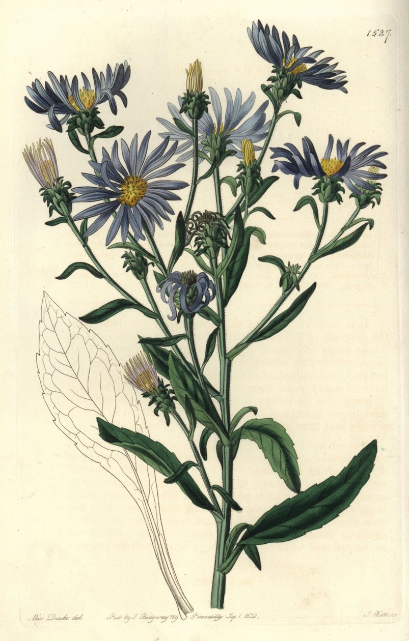 Shewy aster, Aster spectabilis. Sydenham Edwards