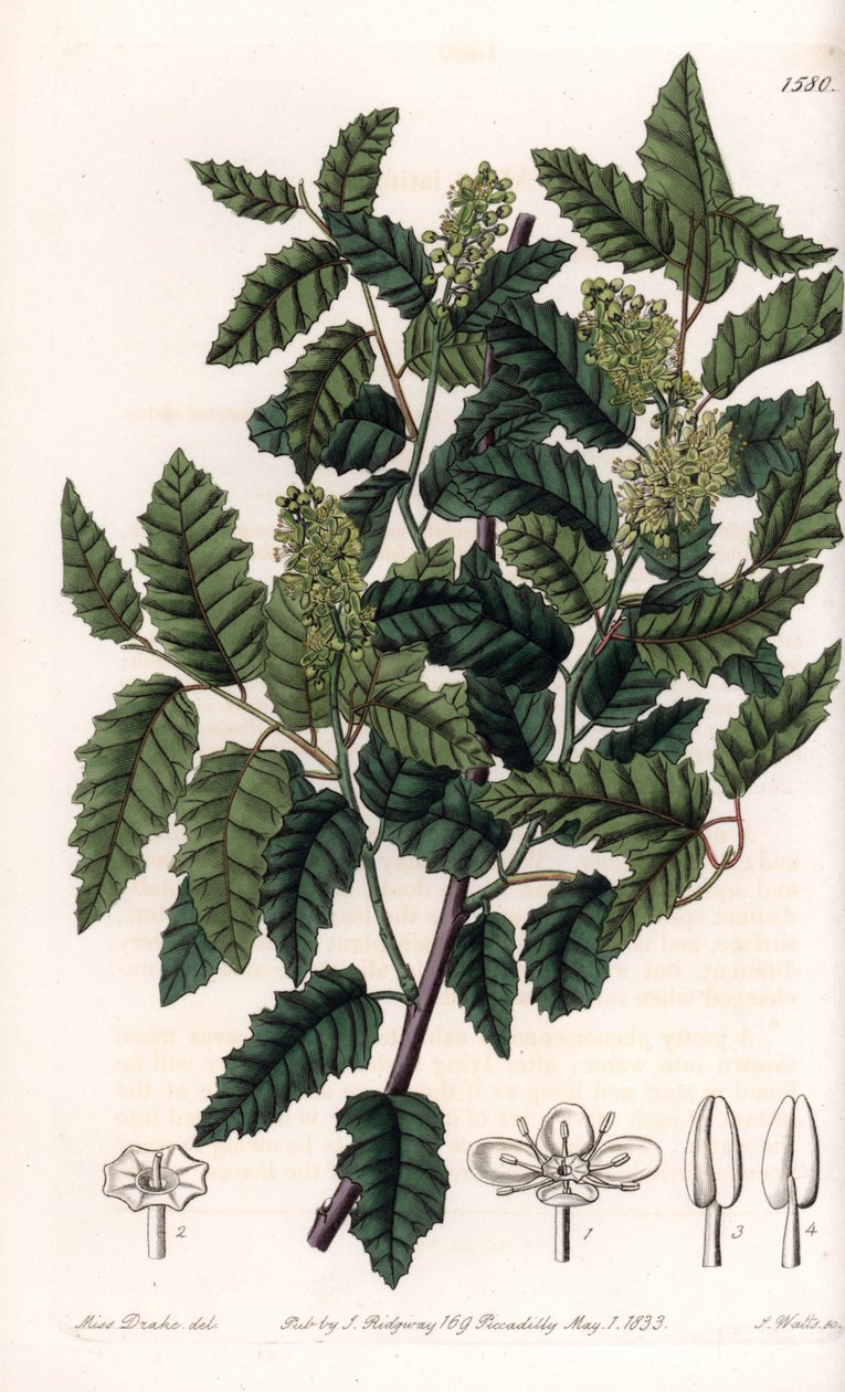 Çalı Schinus latifolia, Biber Çeşitliliği - S.Watts tarafından oyulmuş plaka, Sarah Anne Drake (1803-1857), Sydenham Edwards Botanik Sicilinden (1768-1819), İngiltere by Sydenham Teast Edwards