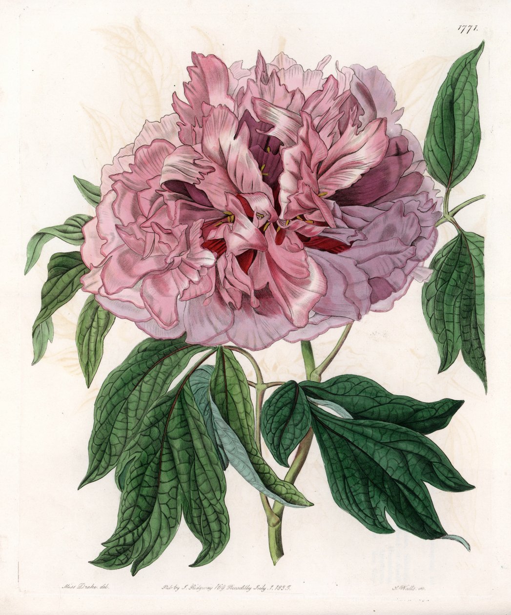 Çalı şakayık veya koyun şakayık - S.Watts tarafından oyulmuş tahta, Sarah Anne Drake (1803-1857), Sydenham Edwards Botanik Kaydı