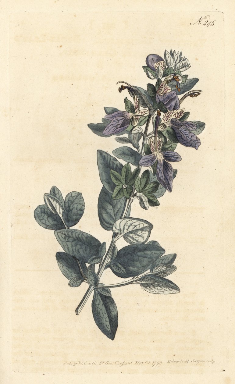 Çalı alman, Teucrium fruticans (Teucrium latifolium) - Sydenham Edwards rom William Curtis' Botanical Magazine, Londra tarafından bir illüstrasyondan sonra Sansom tarafından elle boyanmış bakır levha gravürü by Sydenham Teast Edwards