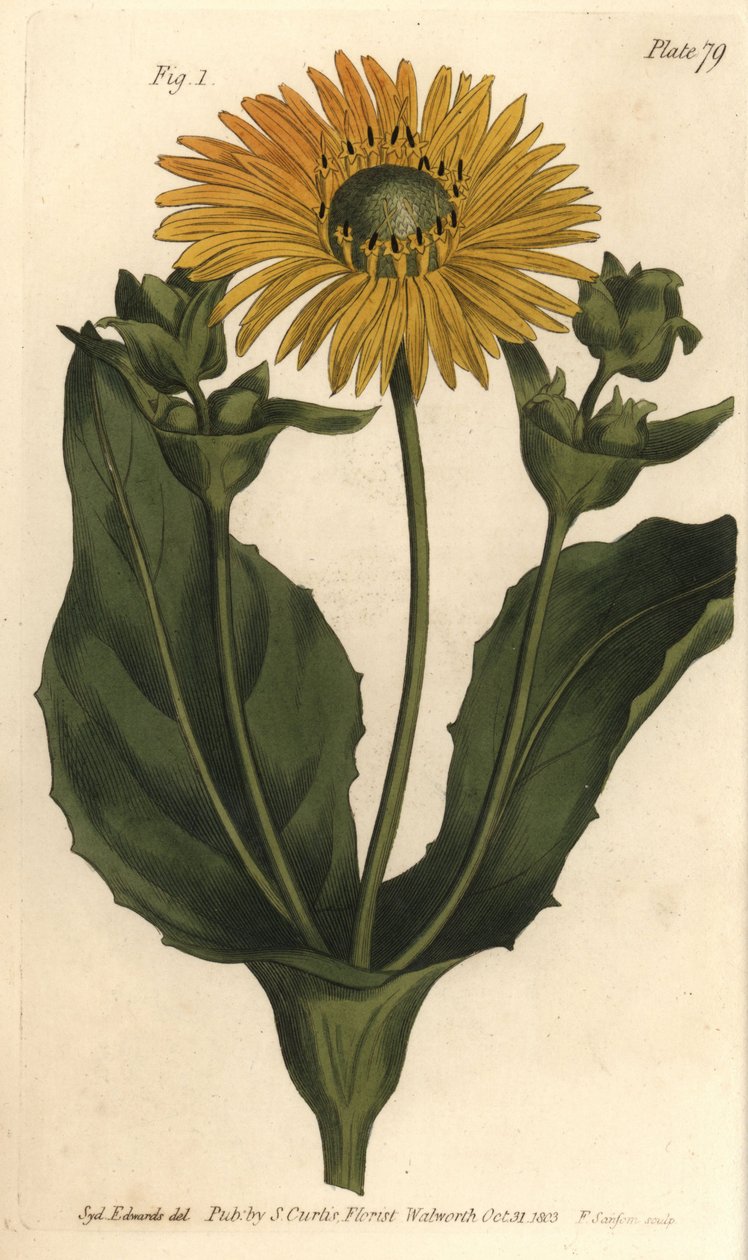 Silphium veya rosinweed, Silphium asteriscus, Polygamia nessaria. Lambeth