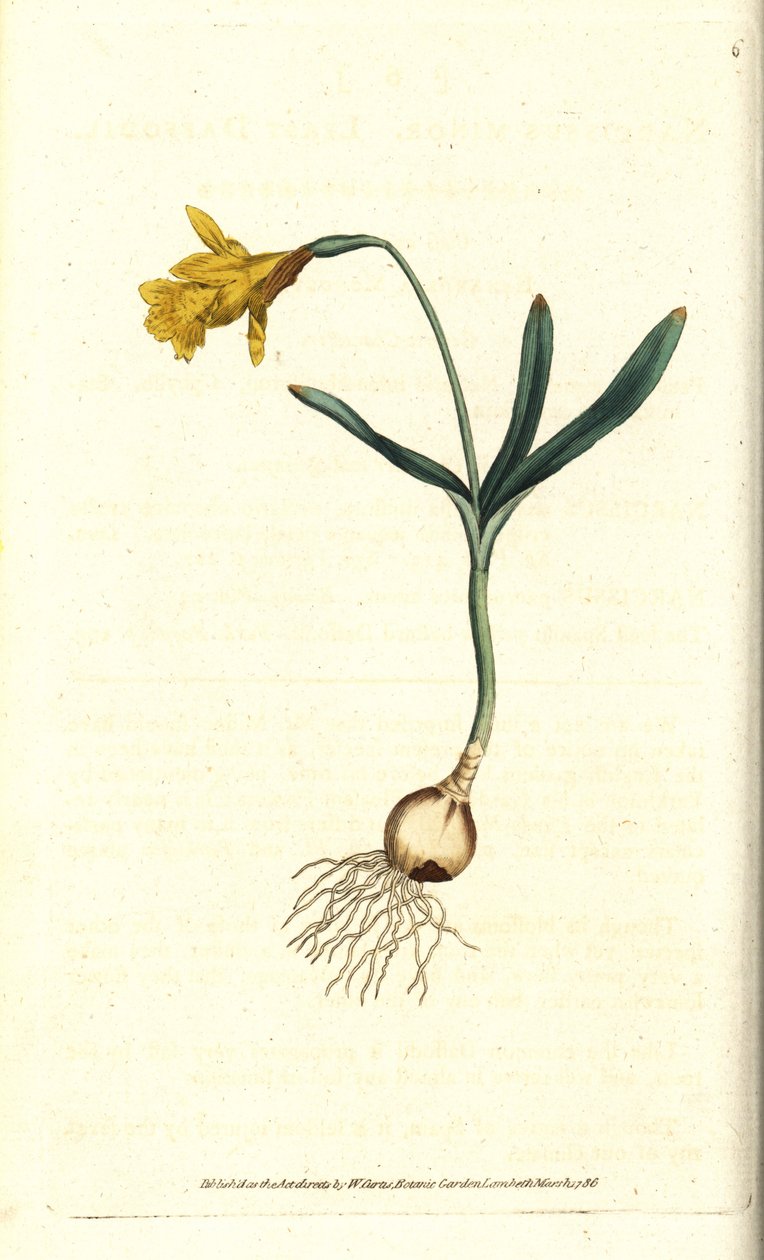 Küçük nergis - En az nergis, Narcissus pseudonarcissus subsp. minör (Nergis minör). William Curtis
