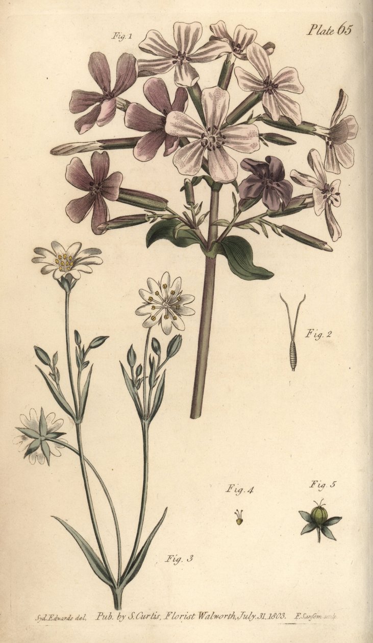 Sabunotu, Saponaria officinalis, Digynia by Sydenham Teast Edwards