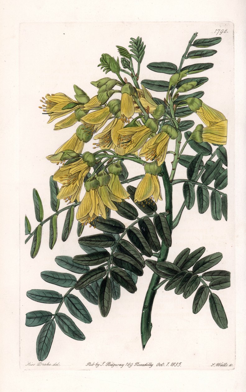 Güney Amerika sophora variete - S.Watts tarafından oyulmuş, Sarah Anne Drake (1803-1857), Sydenham Edwards Botanik Kaydı