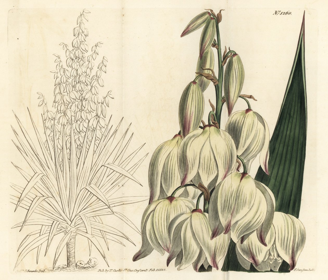 İspanyol hançeri veya muhteşem Adem iğnesi, Yucca gloriosa. William Curtis