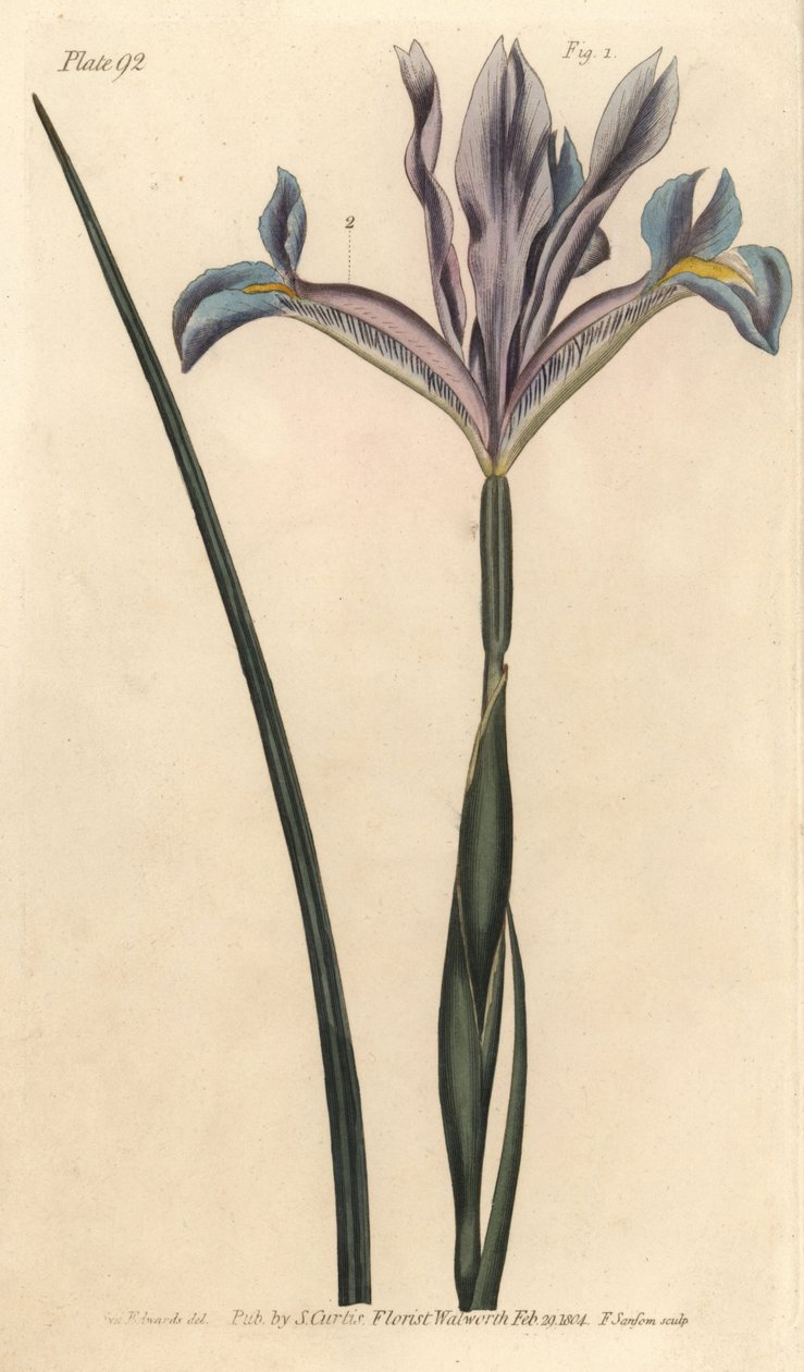İspanyol iris, İris xiphium. William Curtis