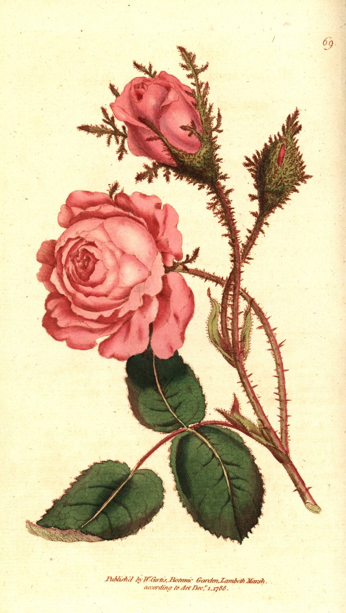 Köpüklü gül (köpüklü gül) - Pembe yosun, Rosa centifolia f. muscosa (Rosa muscosa). William Curtis