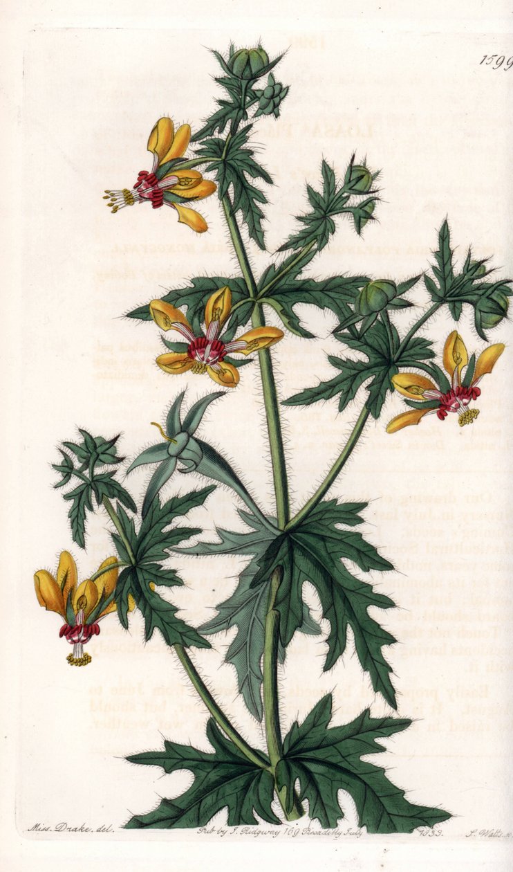Baharatlı Haşhaş - S.Watts tarafından oyulmuş plaka, Sarah Anne Drake (1803-1857), Sydenham Edwards Botanik Kaydı