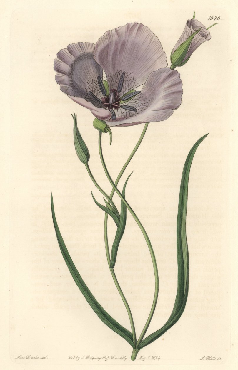 Splendid calochorte (muhteşem mariposa), California