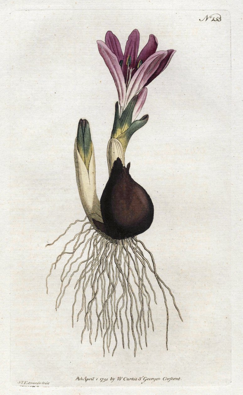 Spring bulbocode veya campanette - William Curtis