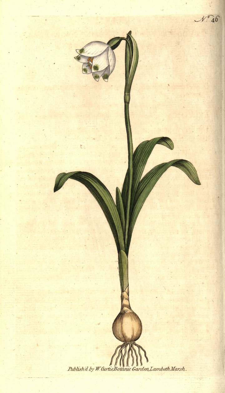Yay seviyesi veya Claudinette - Bahar kar tanesi, Leucojum vernum. William Curtis