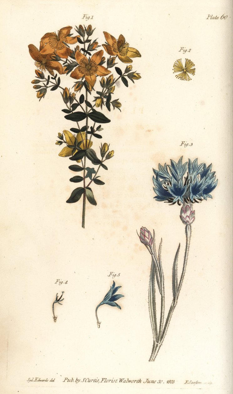 Sarı kantaron, Hypericum perforatum, Polyadelphia by Sydenham Teast Edwards