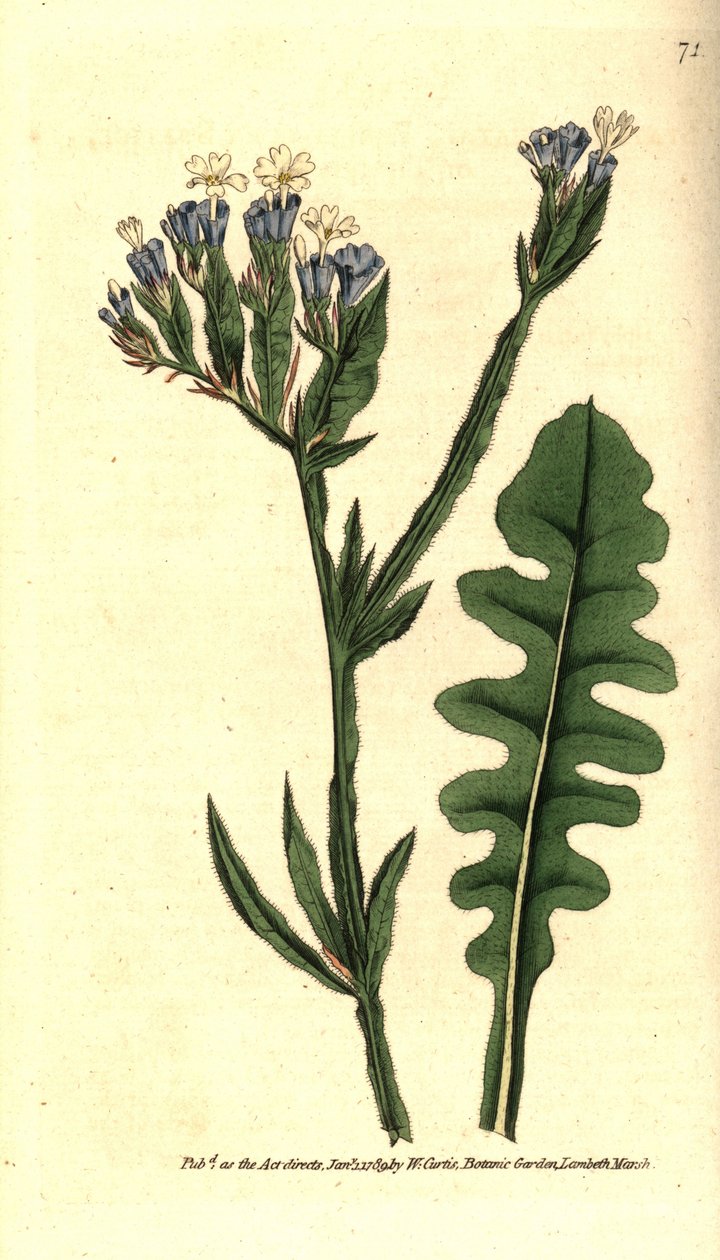 Sinüat yapraklı Statice sinue veya Limonium - Deniz lavanta, Limonium sinuatum (Purple-cup 