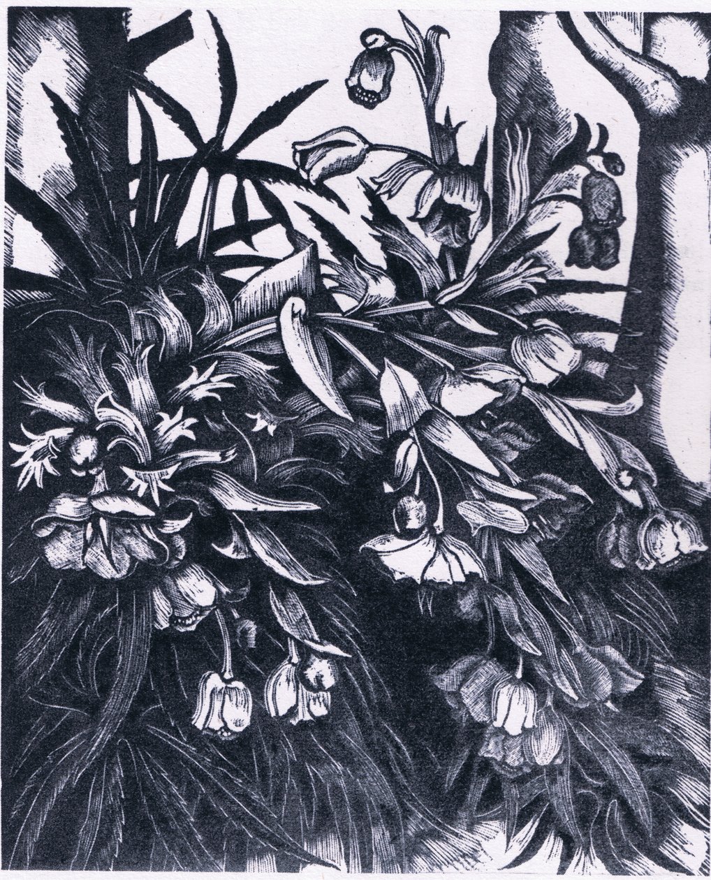 Stinking Hellebore, İngiltere