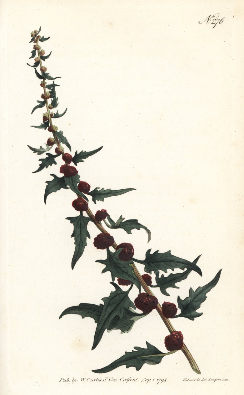 Baget içinde çilekli ıspanak - Yapraklı kaz ayağı, Chenopodium foliosum (Çilek blite, Blitum virgatum). William Curtis