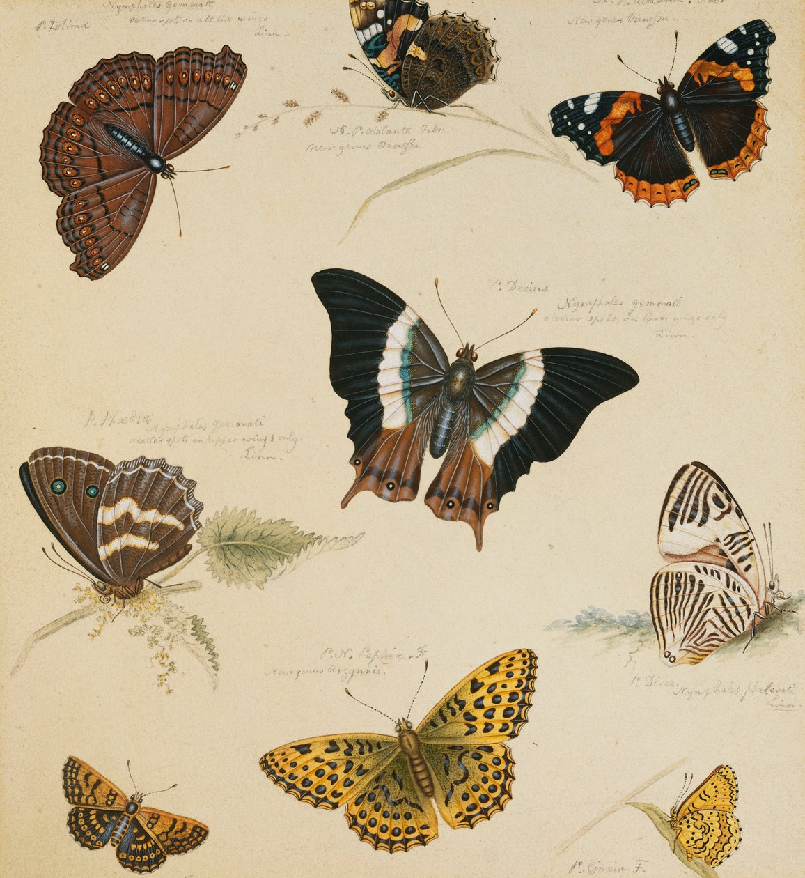 Kelebekler ve Böcekler Çalışmaları, by Sydenham Teast Edwards