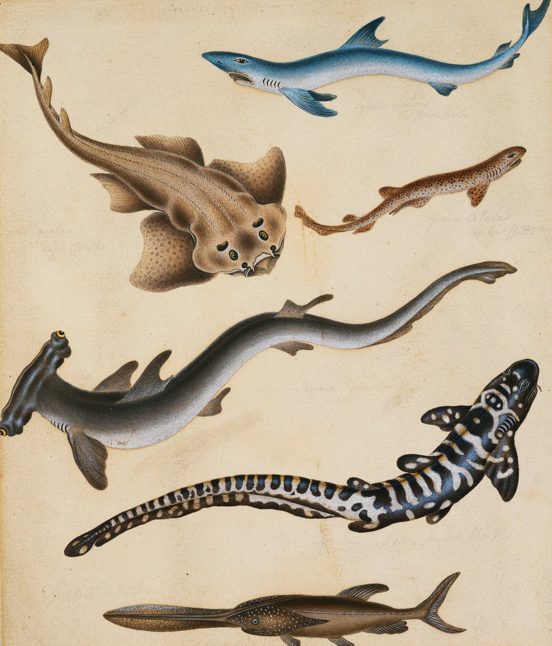 Shark, Pikefish, Carp ve Gillhead dahil olmak üzere Balık Çalışmaları, by Sydenham Teast Edwards