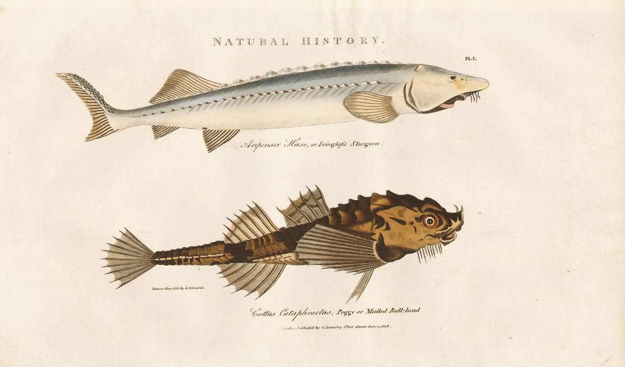Sturgeon ve Pogge by Sydenham Teast Edwards