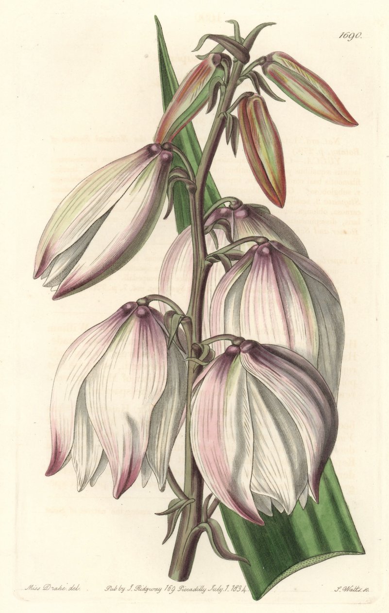 Superb Yucca - Botanical Register