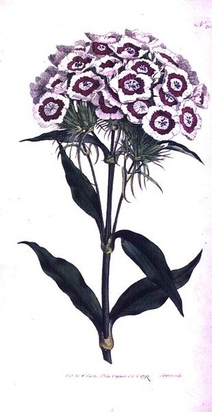 Tatlı William veya Sakallı Pembe (Dianthus barbatus), William Curtis