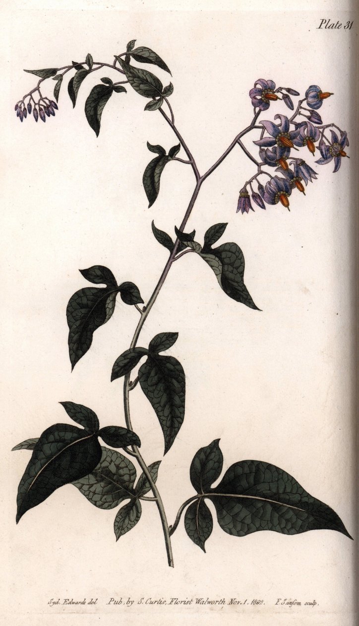 Tatlı acı veya acı tatlı itüzümü. Renkli bakır gravür, Sydenham Edwards (1768-1819) tarafından Botanik Konferansları için illüstrasyon, Lambeth Botanik Bahçesi (İngiltere) by Sydenham Teast Edwards