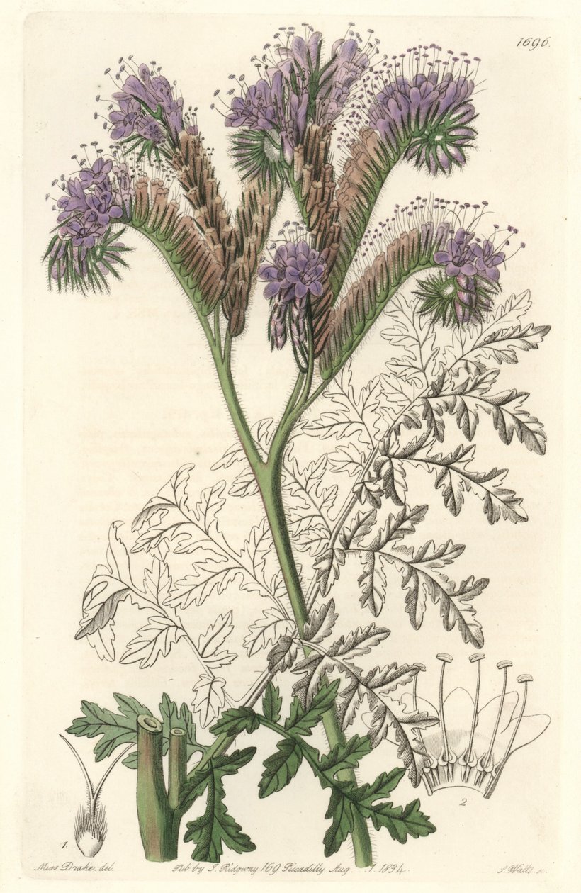 Tansy yaprak phacelia, Kaliforniya