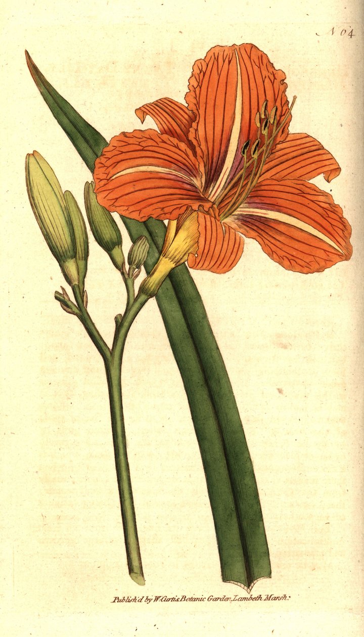 Sarımsı sarı zambak, Hemerocallis fulva. William Curtis