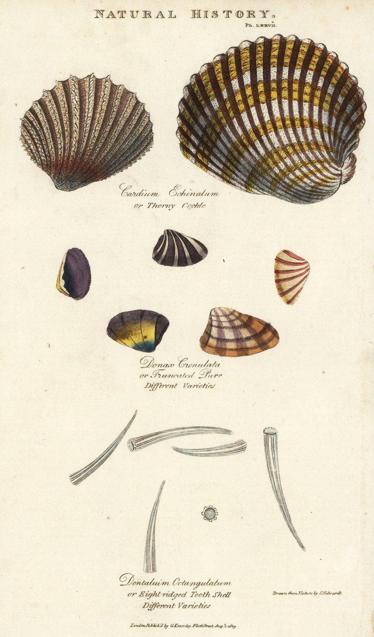 Dikenli midye, Cardium echinatum, kesik mırlama, Donax crenulata ve sekiz çıkıntılı diş kabuğu, Dentalium octangulatum. John Mason Good