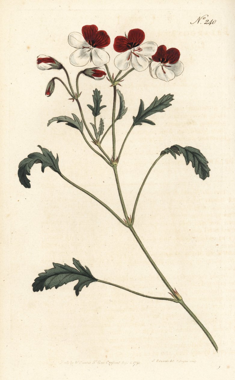 Üç renkli vinç faturası, Pelargonium üç renkli. Sydenham Edwards rom William Curtis